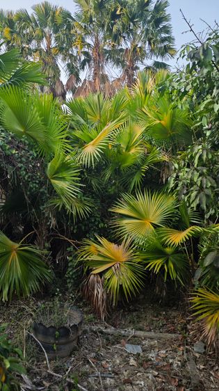 ขายปาล์มยะวายกสวน รูปที่ 3