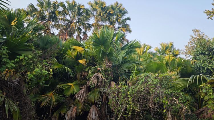 ขายปาล์มยะวายกสวน รูปที่ 5