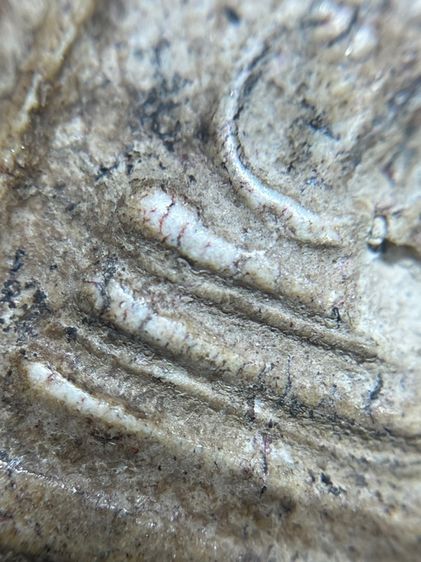 พระสมเด็จวัดระฆังพิมพ์เกศตู้ม รูปที่ 11