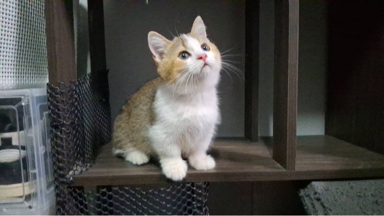 ต้าวน้อยพุดดิ้ง รูปที่ 6