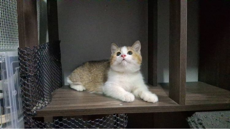 ต้าวน้อยพุดดิ้ง รูปที่ 2