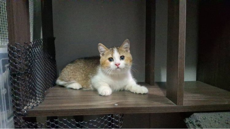 ต้าวน้อยพุดดิ้ง รูปที่ 4