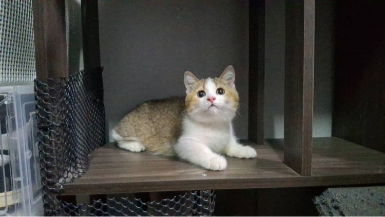 ต้าวน้อยพุดดิ้ง รูปที่ 3