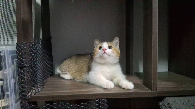 ต้าวน้อยพุดดิ้ง