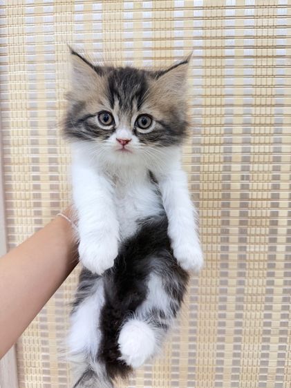 เปอร์เซียสามสี