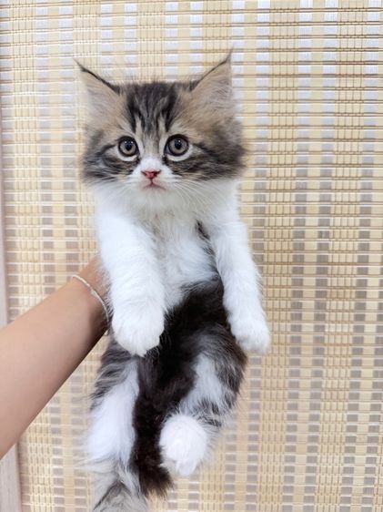 เปอร์เซียสามสี รูปที่ 2