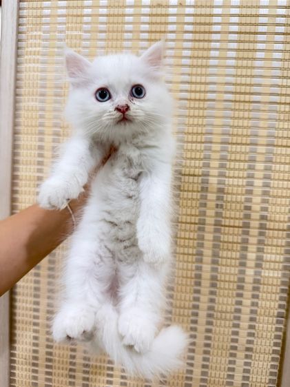 เปอร์เซีย