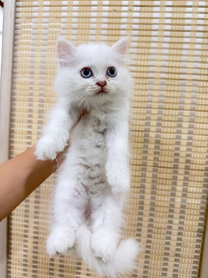 เปอร์เซีย รูปที่ 2