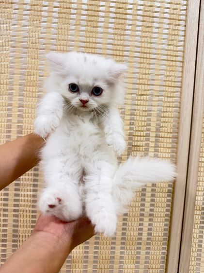 เปอร์เซีย รูปที่ 2