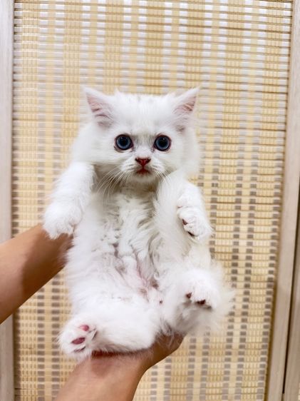 เปอร์เซีย รูปที่ 3