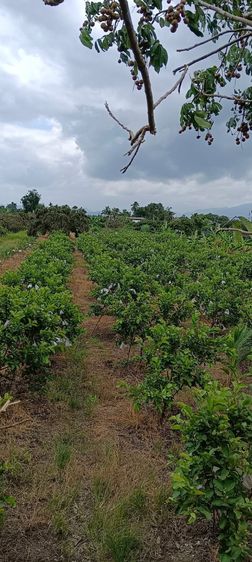 อื่นๆ บ้านสวนพร้อมสวนฝรั่งไส้แดง 3 ไร่ มีผลผลิต รายได้เสริม ใกล้เมืองเชียงใหม่ รูปที่ 2