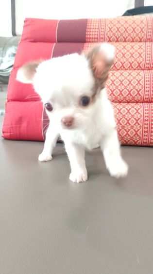 ิชิวาวาเพศเมีย ขนสองชั้น รูปที่ 6