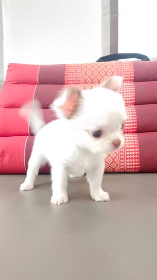 ิชิวาวาเพศเมีย ขนสองชั้น รูปที่ 3