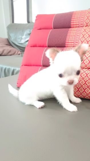 ิชิวาวาเพศเมีย ขนสองชั้น รูปที่ 5