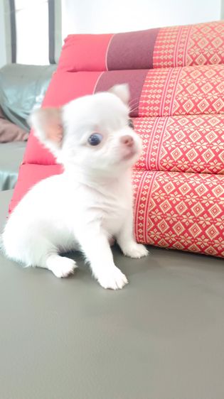 ิชิวาวาเพศเมีย ขนสองชั้น