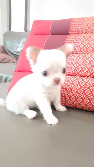 ิชิวาวาเพศเมีย ขนสองชั้น รูปที่ 2