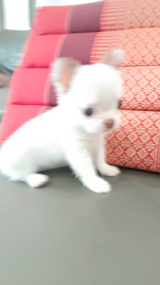 ิชิวาวาเพศเมีย ขนสองชั้น รูปที่ 8