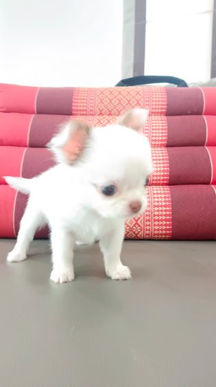 ิชิวาวาเพศเมีย ขนสองชั้น รูปที่ 4