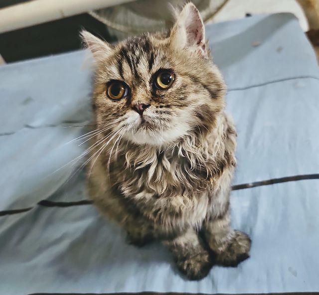 แมวเปอร์เซีย