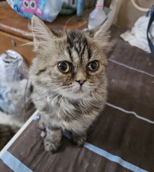 แมวเปอร์เซีย รูปที่ 4