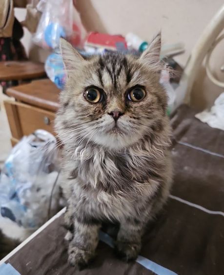 แมวเปอร์เซีย รูปที่ 3