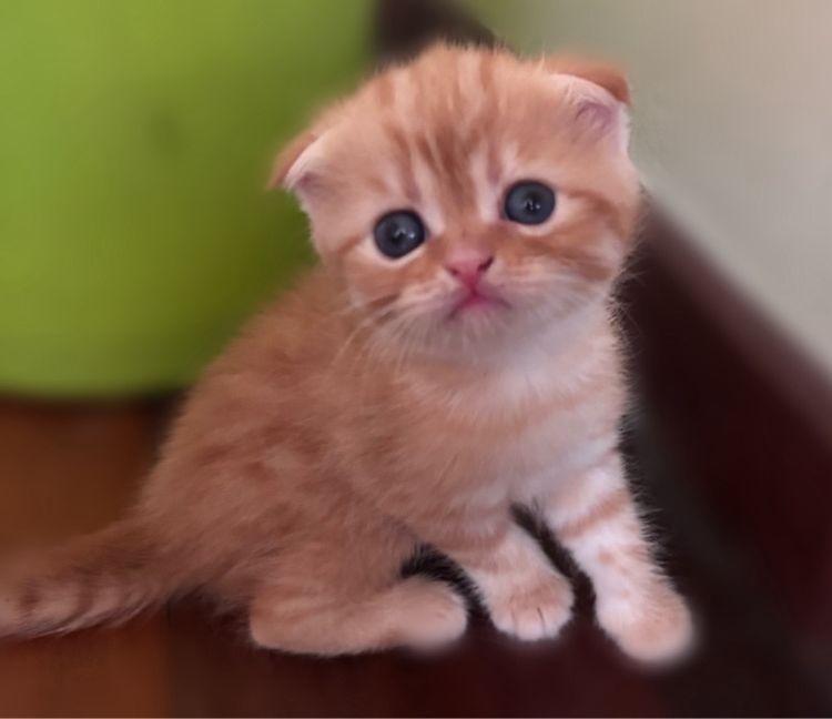 สก็อตติช โฟลด์ (Scottish Fold) เปิดจองแมวสก็อตติช