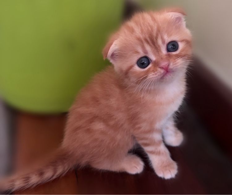 เปิดจองแมวสก็อตติช รูปที่ 2