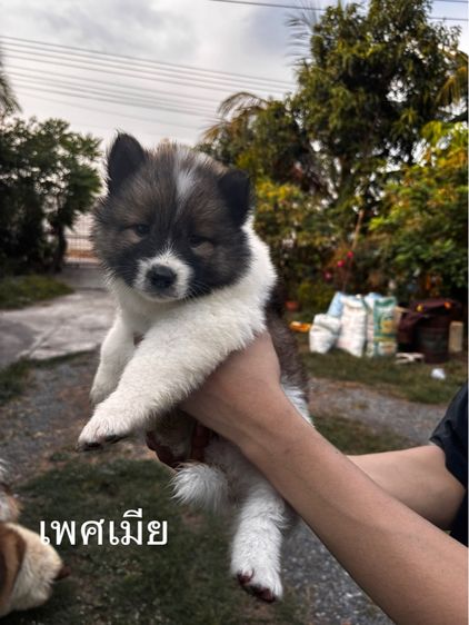 บางแก้วแท้ รูปที่ 2