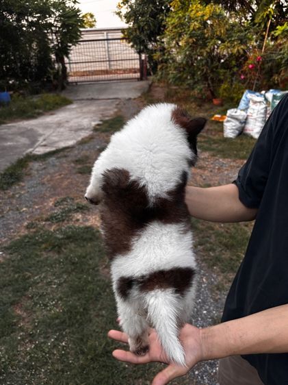 บางแก้วแท้ รูปที่ 6