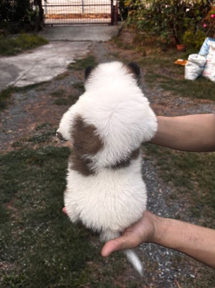 บางแก้วแท้ รูปที่ 5