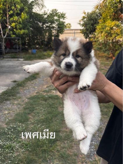 บางแก้วแท้