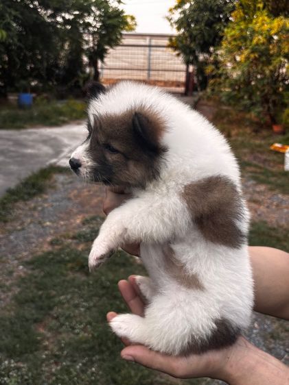 บางแก้วแท้ รูปที่ 4