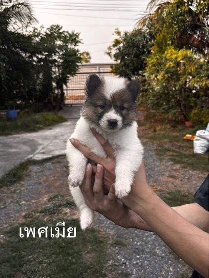 บางแก้วแท้ รูปที่ 3