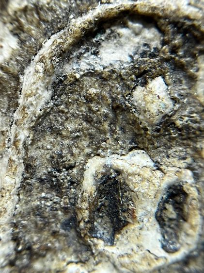 พระสมเด็จบางขุนพรหมพิมพ์ฐานและแซม รูปที่ 8