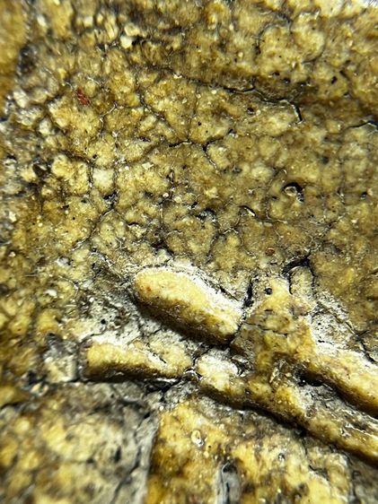 พระสมเด็จพิมพ์อกกระบอกหลังอักษรจีน รูปที่ 12