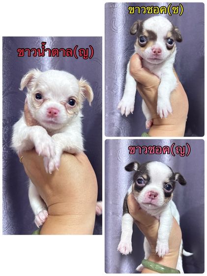 ❌❌ได้บ้านแล้ว❌❌ชิวาว่า