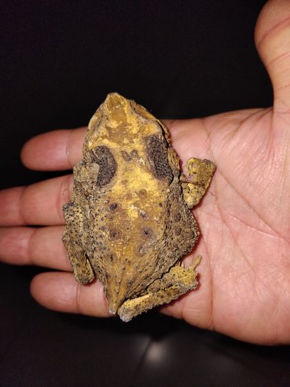 คางคกตายพราย หรือ อุทัยเทวี ขนาดใหญ่เท่าของจริง แห้ง แข็ง อวัยวะครบทุกส่วน สวยสมบูรณ์ เป็นธรรมชาติ เก่า แท้ แปลก หายาก พร้อมกล่องเก่าลายไทย  รูปที่ 3