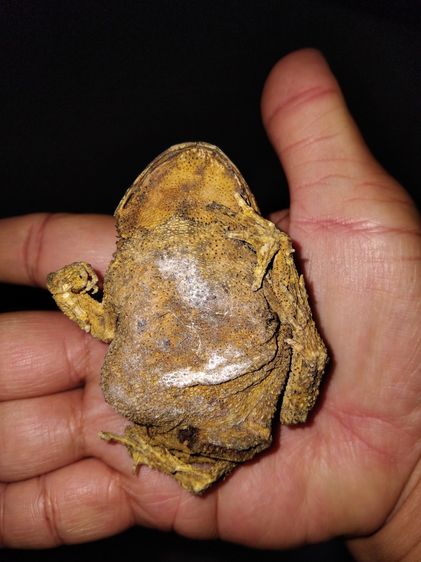 คางคกตายพราย หรือ อุทัยเทวี ขนาดใหญ่เท่าของจริง แห้ง แข็ง อวัยวะครบทุกส่วน สวยสมบูรณ์ เป็นธรรมชาติ เก่า แท้ แปลก หายาก พร้อมกล่องเก่าลายไทย  รูปที่ 4