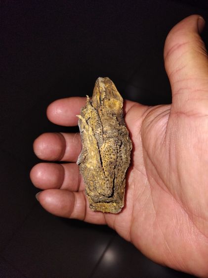 คางคกตายพราย หรือ อุทัยเทวี ขนาดใหญ่เท่าของจริง แห้ง แข็ง อวัยวะครบทุกส่วน สวยสมบูรณ์ เป็นธรรมชาติ เก่า แท้ แปลก หายาก พร้อมกล่องเก่าลายไทย  รูปที่ 5