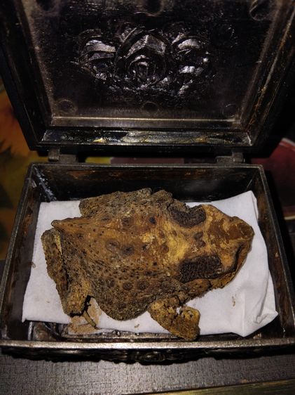 คางคกตายพราย หรือ อุทัยเทวี ขนาดใหญ่เท่าของจริง แห้ง แข็ง อวัยวะครบทุกส่วน สวยสมบูรณ์ เป็นธรรมชาติ เก่า แท้ แปลก หายาก พร้อมกล่องเก่าลายไทย 