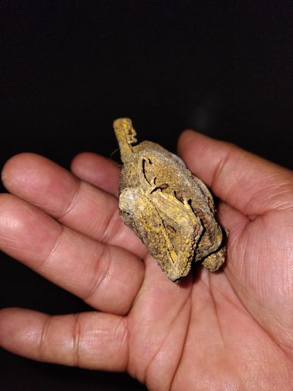 คางคกตายพราย หรือ อุทัยเทวี ขนาดใหญ่เท่าของจริง แห้ง แข็ง อวัยวะครบทุกส่วน สวยสมบูรณ์ เป็นธรรมชาติ เก่า แท้ แปลก หายาก พร้อมกล่องเก่าลายไทย  รูปที่ 7