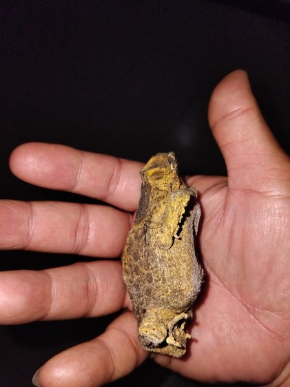 คางคกตายพราย หรือ อุทัยเทวี ขนาดใหญ่เท่าของจริง แห้ง แข็ง อวัยวะครบทุกส่วน สวยสมบูรณ์ เป็นธรรมชาติ เก่า แท้ แปลก หายาก พร้อมกล่องเก่าลายไทย  รูปที่ 6