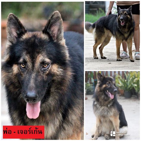 สุนัขตำรวจ ลูกหมาเยอรมันเชพเพิร์ด พันธุ์แท้จากฟาร์ม ส่งได้ทั่วประเทศโดยมืออาชีพ รูปที่ 6