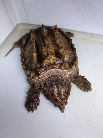 เต่าoัลลิเกเตอs์สแuปปิ้ง รูปที่ 2