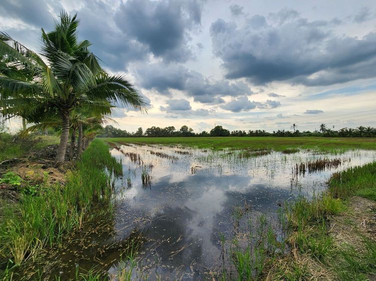 ขายที่ดินแปลงใหญ่ 22 ไร่เศษ ติดถนนสายหลัก 3233 (นครชัยศรี-ดอนตูม) ใกล้มอเตอร์เวย์นครปฐม ทำเลศักยภาพสูงเพื่อการลงทุน