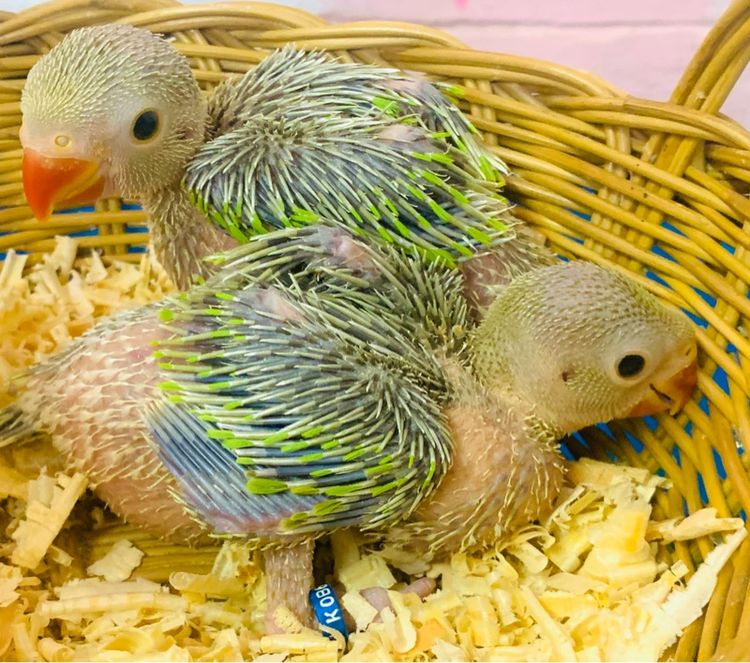 นกแก้ว ริงเนค รูปที่ 2