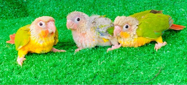 นกแก้ว กรีนชิค รูปที่ 6