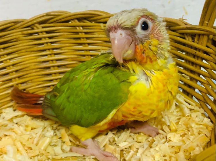 นกแก้ว กรีนชิค รูปที่ 2