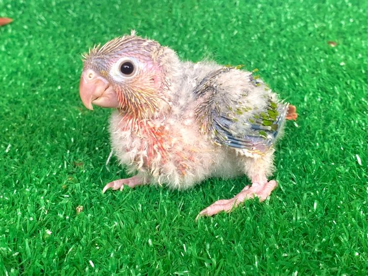 กรีนชีค นกแก้ว กรีนชิค