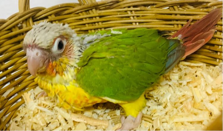 นกแก้ว กรีนชิค รูปที่ 3